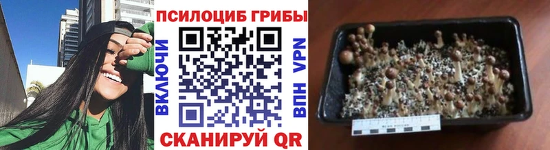 где можно купить Темников MEGA ссылка Псилоцибиновые грибы мицелий